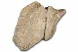Fossil Dinosaur (Ankylosaurus) Osteoderm - Montana #380187-1